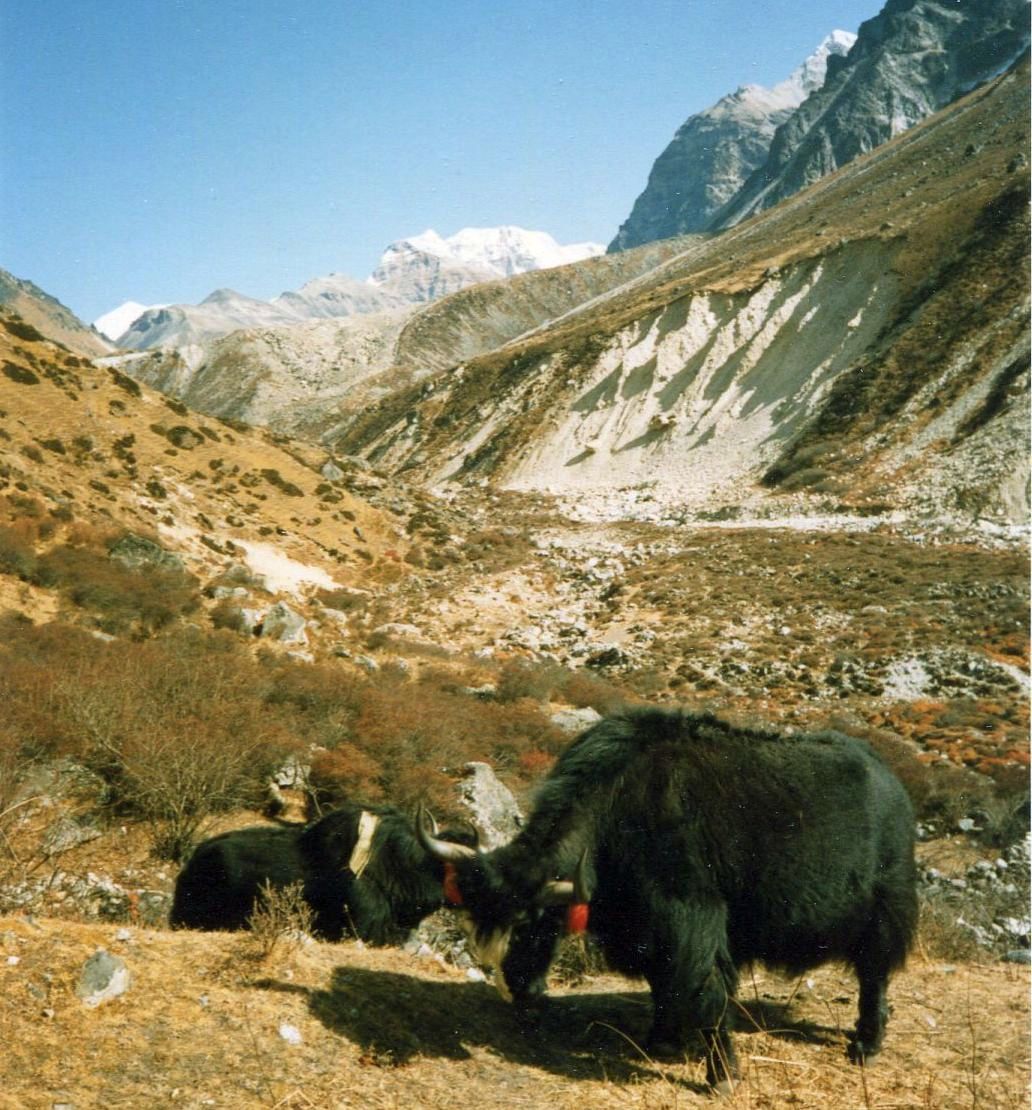 Approach from Kambachen to Lhonak on North Side of Mount Kangchenjunga