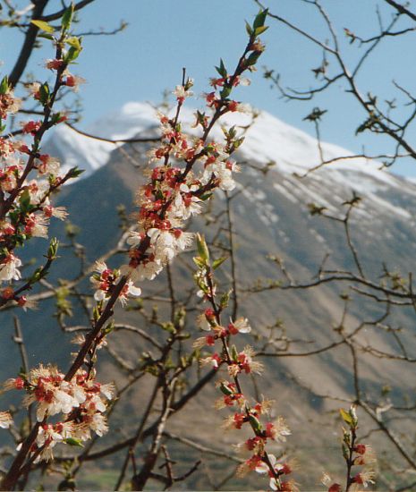 Hunza Valley in the Karakorum Mountains of Pakistan