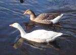 Dsc00284_geese.jpg