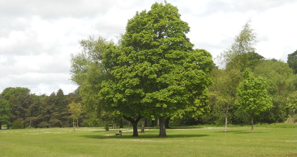 Trees at Killermont in Bearsden