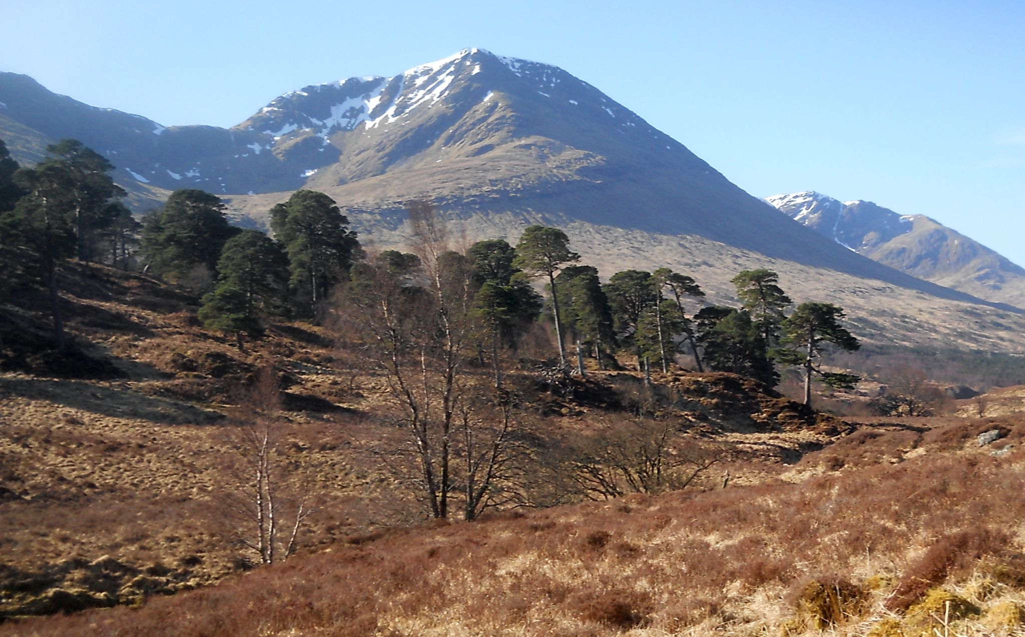 Beinn Achaladair above the Black Wood of Rannoch