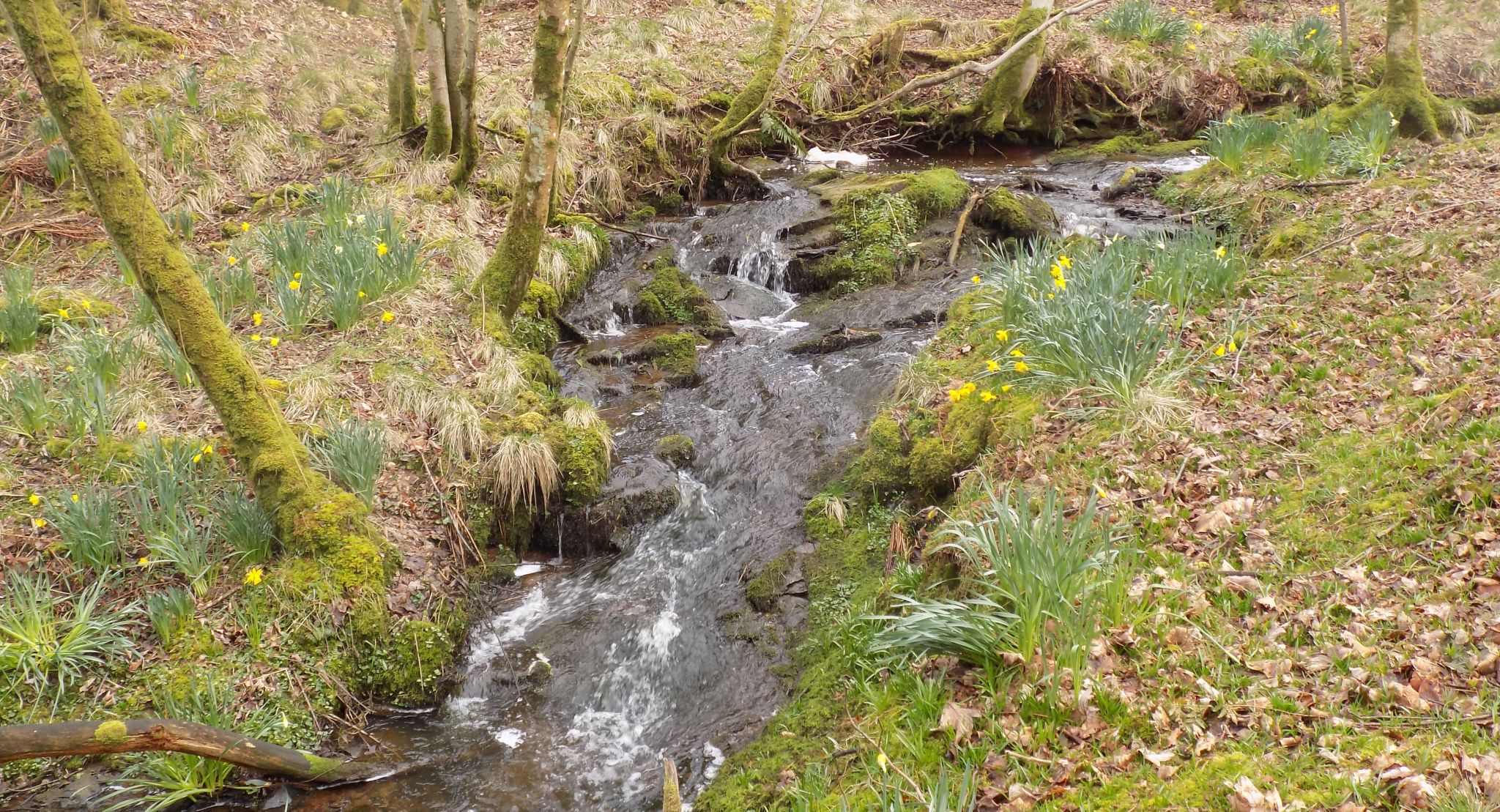 Burn through Glen Wood in Carbeth Estate