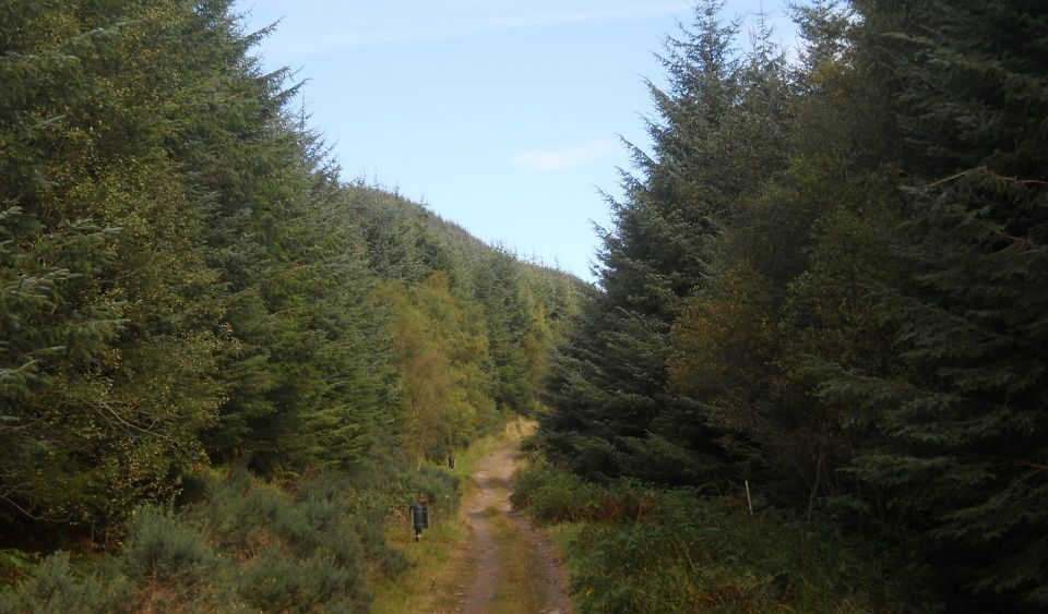 Track through Forest