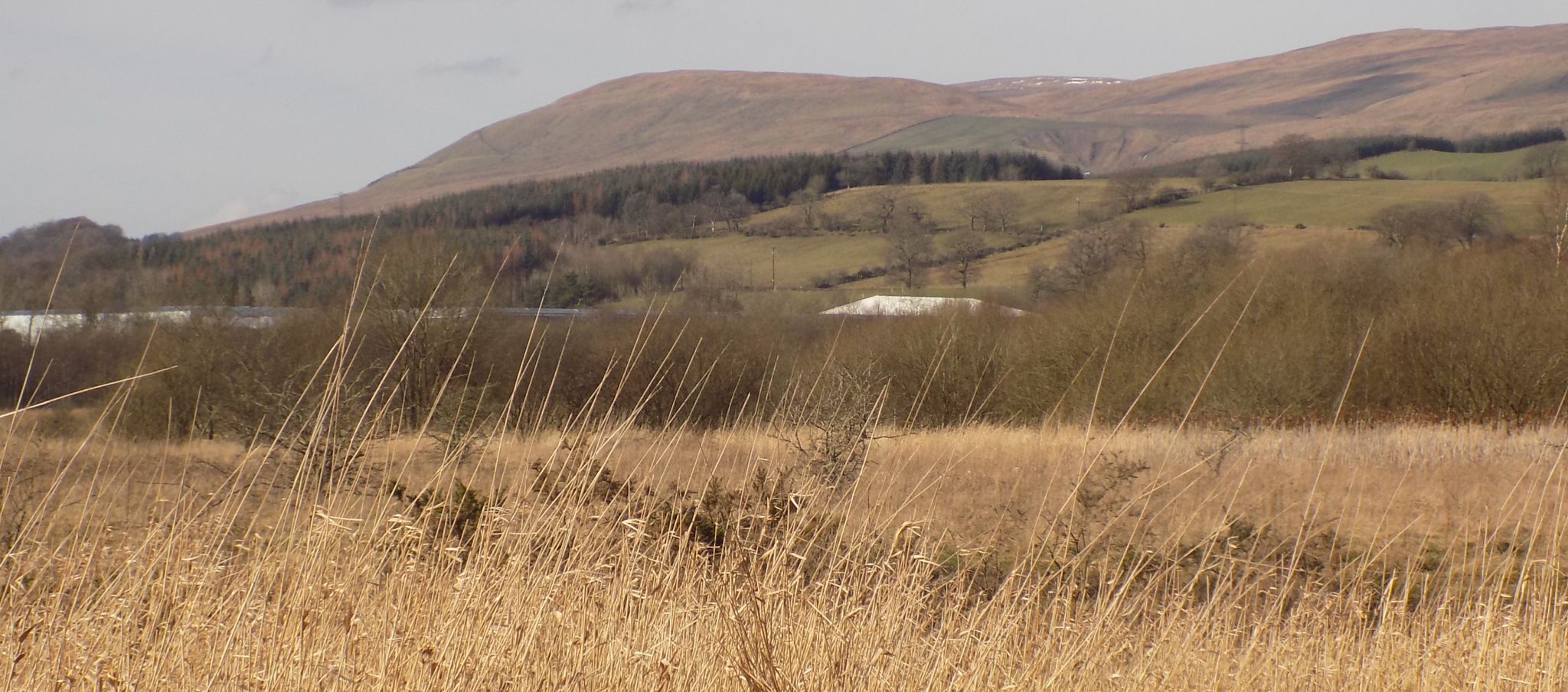 Kilsyth Hills from Dumbreck Marsh