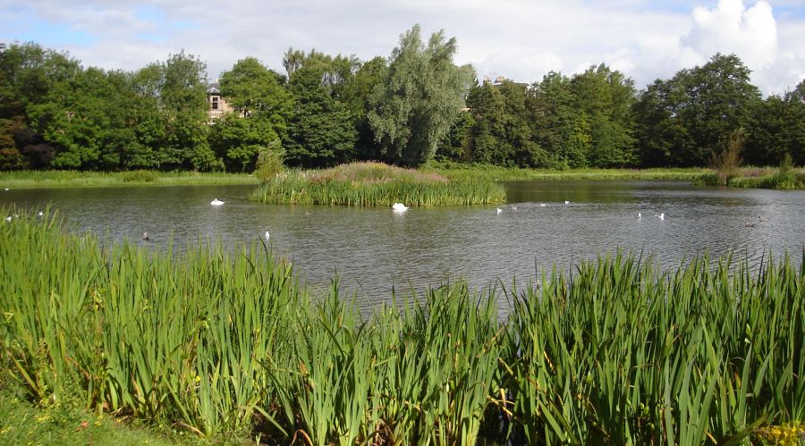 Bingham's Pond in Great Western Road