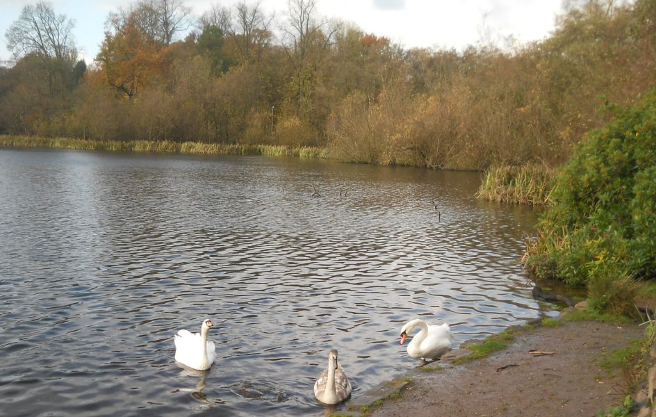 Swans at Kilmardinny Loch in Bearsden