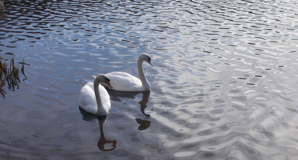 Swans at Kilmardinny Loch in Bearsden