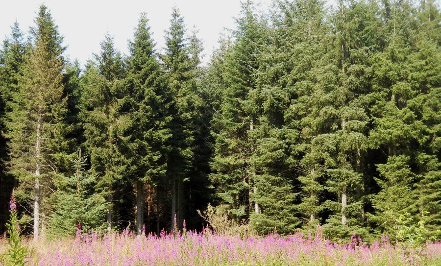 Woodlands in Beecraigs Country Park