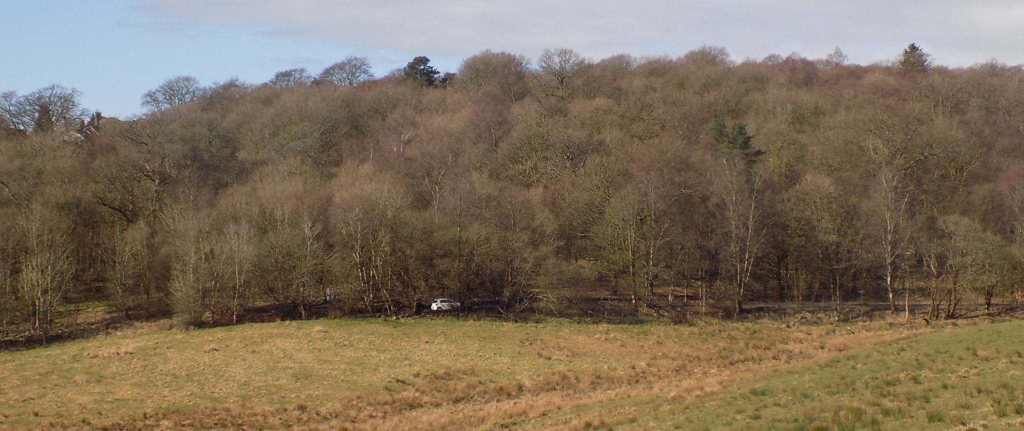 Mains Wood