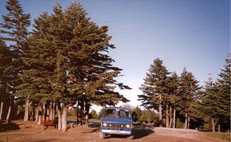 Camping site beneath Cedar Trees in Uludag National Park above Bursa in Turkey