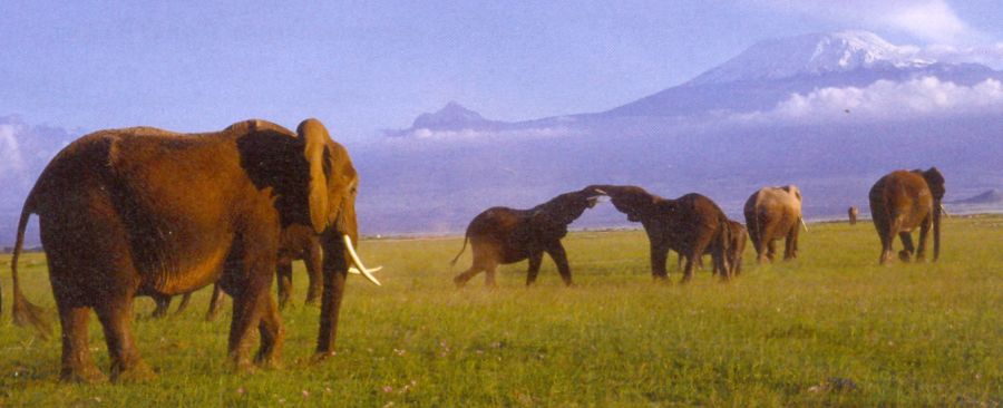 Mount Kilimanjaro from Amboseli National Park in Tanzania - highest mountain in Africa